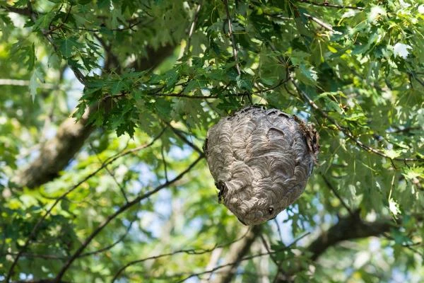 Destruction de nids de frelons asiatiques à Gagny