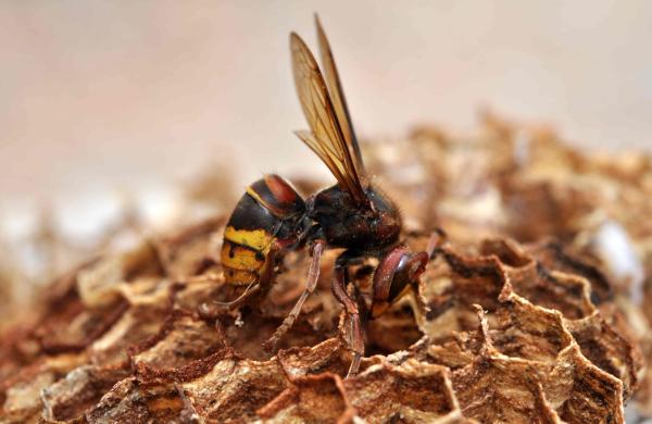 Désinsectisation à Gagny